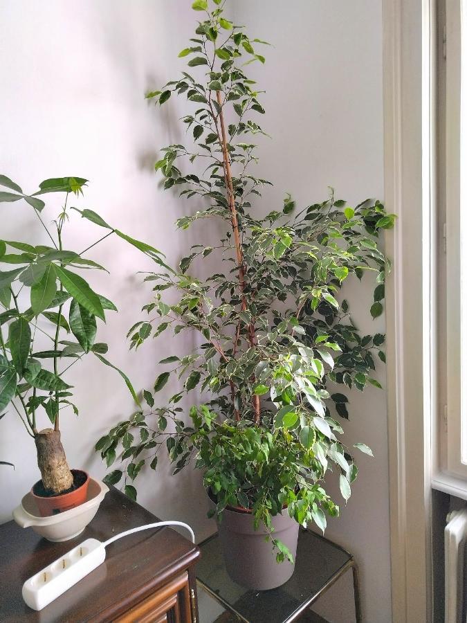 Monica'S House Hostel Beograd Ngoại thất bức ảnh
