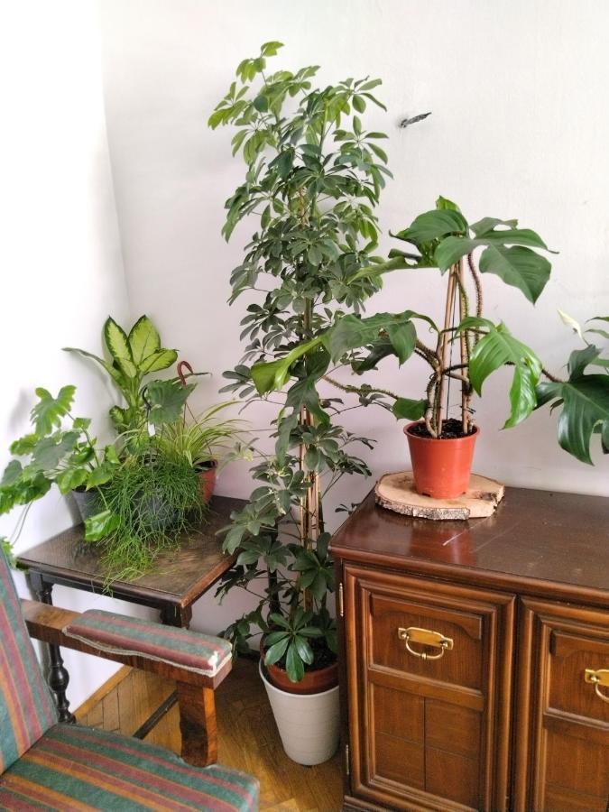 Monica'S House Hostel Beograd Ngoại thất bức ảnh